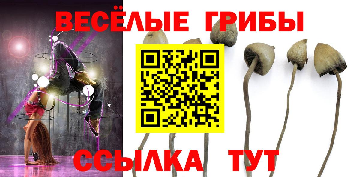 Псилоцибиновые грибы Psilocybine cubensis  Вход с VPN  цены   Москва 